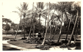 RPPC Postcard Hawaii Royal Hawaiian Hotel Grounds Palm Trees Vintage Honolulu - £10.12 GBP