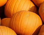 Jack O Lantern Pumpkin Seeds 15 Vegetable Garden Decorative Fast Shipping - £7.22 GBP