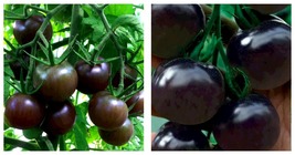 200PCS Seeds Black Pearl Tomato Seeds Black Tomato Cherry Vegetable - £12.78 GBP