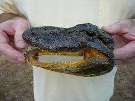 (G-Def-46) 6-1/8&quot; Deformed Gator Alligator Aligator Head Teeth Taxidermy Weird - £55.29 GBP
