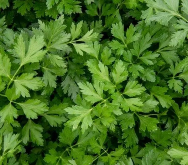 Fresh Winter Chervil Seeds 300+ Herb Culinary &quot;&quot;French Parsley&quot;&quot; - $7.20