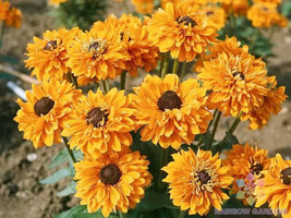 200 Goldilocks Rudbeckia Seeds Planting Gardening USA SELLER - £9.93 GBP