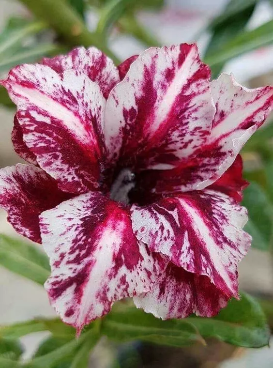 4 seeds high Germation White Purple Desert Rose Adenium Obesum  Exotic  - $9.91