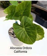 SKM Pickle Plant Easy to Grow - $40.97