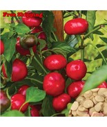 MBK 8 Thornless Honey Locust Tree Seeds Fast Ship - $236.91 MXN