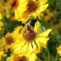 Yellow Sneezeweed Seeds Fresh Organic Helenium Autumnale Seeds Yellow Outdoor Fl - $7.90