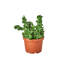 6&quot; Pot - Hoya Rope Plant - Houseplant - Living Room - Garden - FREE SHIP - £61.54 GBP