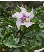 SML 40 Datura Stramonium Jimsonweed Seeds Organic Harvest Fast Shipping - €12,06 EUR