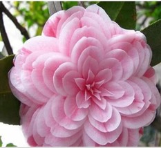 50 Seeds Common Camellia Seeds Pink Flowers Fresh Garden - $37.56