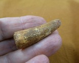 (DF233-7) 1-3/4&quot; Fossil REAL SPINOSAURUS DINOSAUR tooth Jurassic dino fo... - £20.29 GBP