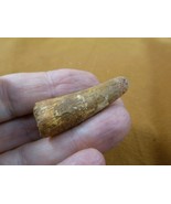 (DF233-7) 1-3/4&quot; Fossil REAL SPINOSAURUS DINOSAUR tooth Jurassic dino fo... - $34.27 CAD