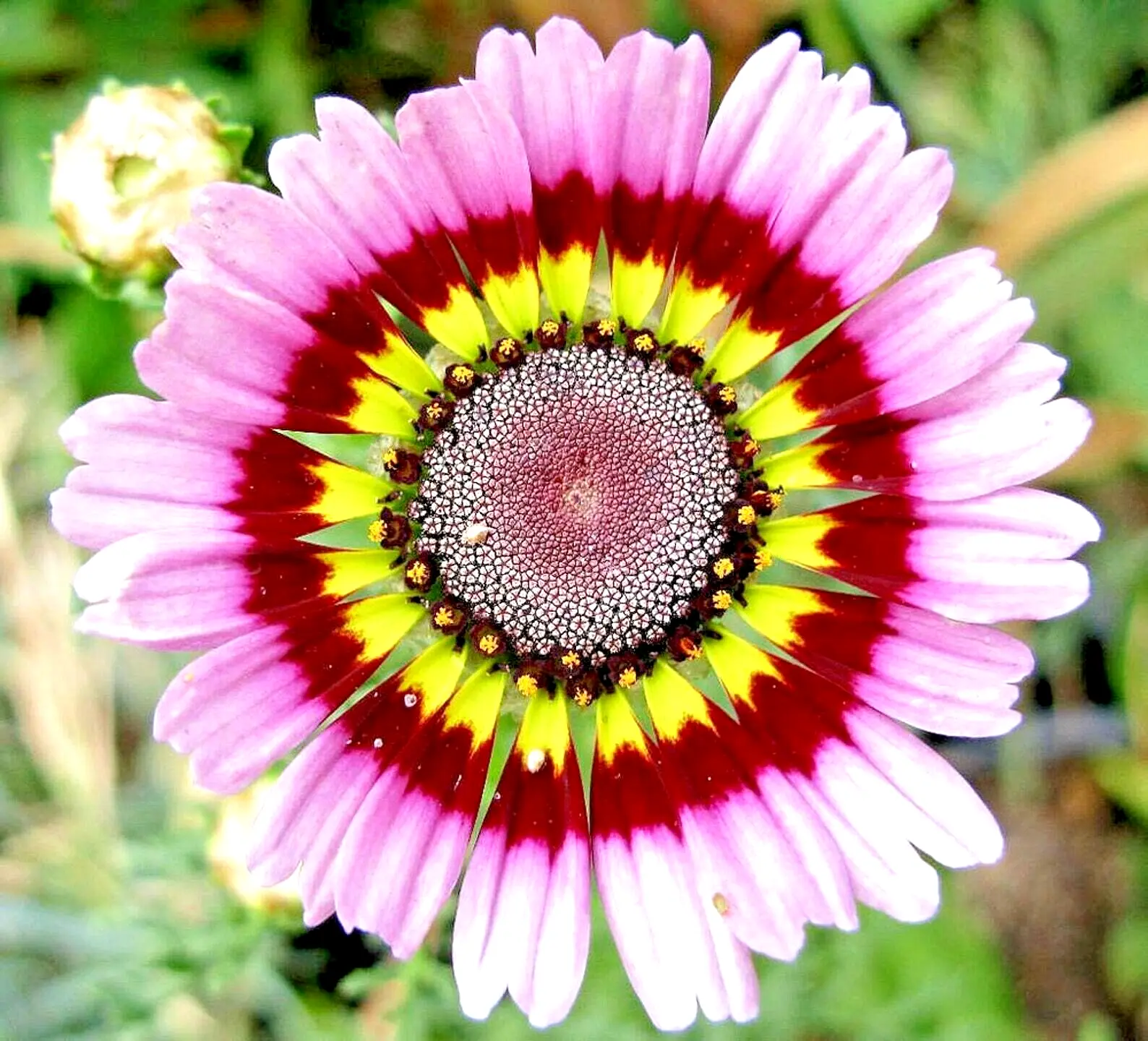 500 Painted Daisy Tricolor Spring Mix Seeds Gigantic Flowers Butterflies Bees - £6.29 GBP