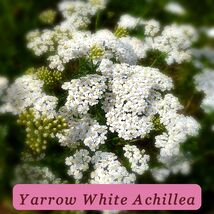 2250 Seeds Yarrow White Perennial Achillea Millefolium Garden Favorite - $36.68 MXN