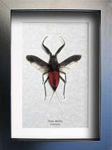 Big Water Scorpion Nepa Rubra Real Framed Entomology Collectibles Shadowbox - $49.99
