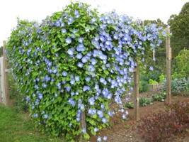 Berynita Store 25 Morning Glory Heavenly Blue Seeds  15 Ft Vine Flower Fresh Shi - £6.45 GBP