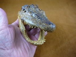 G-Def-256) 4-1/8&quot; Deformed Gator ALLIGATOR HEAD jaw teeth TAXIDERMY weir... - £30.13 GBP