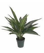 Silver Bay Chinese Evergreen Plant Aglaonema Low Light 6 inch Pot - €34,17 EUR