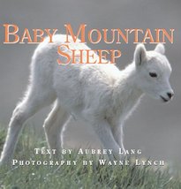 Baby Mountain Sheep (Nature Babies) Lang, Aubrey and Lynch, Wayne - $13.41