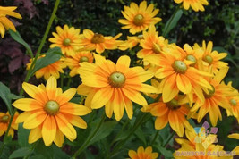 200 Seeds Prairie Sun Rudbeckia Fresh Seeds - £6.94 GBP