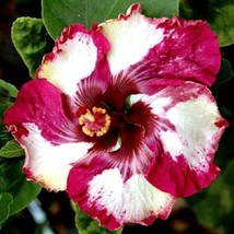 20 Red White Hibiscus Flowers Flower Bloom Perennial Seeds - £14.27 GBP