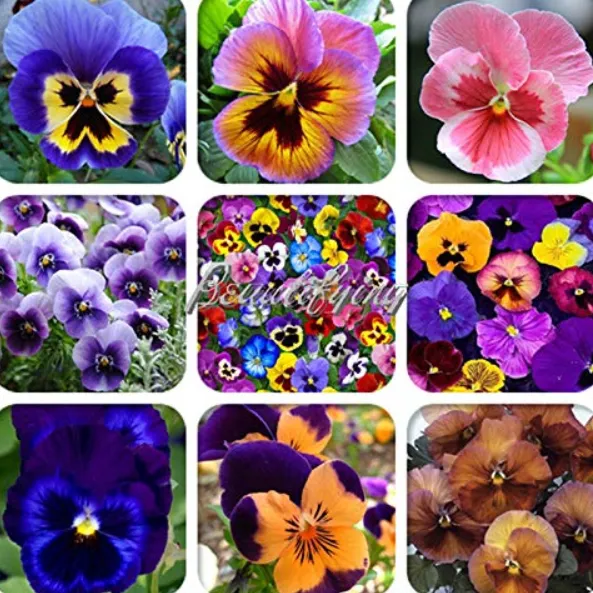 200Pc Mexican Imported Pansy Bonsai Mix - £7.89 GBP