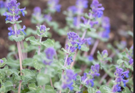  PERSIAN CATMINT Mussins  50  Seeds - £8.00 GBP