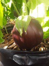 Rafhstore 50 Aswad Eggplant Seeds Heirloom Organic Large Fruits Us Seeds - $9.21