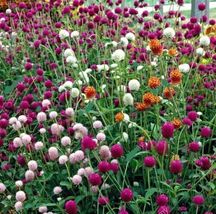 Globe Amaranth Mixed Color Flower PURE 50 Seeds - £6.38 GBP