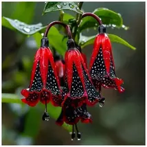 Healing Flower Plants  Sunshine Lover Ivy Flower Plant seed - $6.00