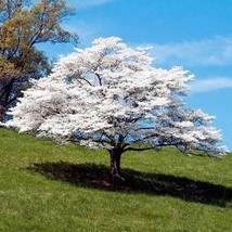 USA SELLER White Flowering Dogwood Tree Cornus Florida Seeds Free Shipping - £15.63 GBP