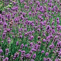 Lavender Munstead English Lavender Culinary Herbs Garden Seeds Mosquito ... - $16.30