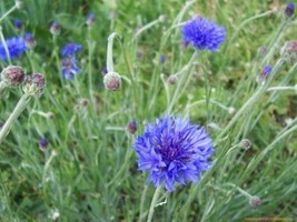 Cornflower Tall Blue Bachelor&#39;S Button 100 Seeds Heirloom Flower Fresh - £10.23 GBP