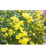 Plumbago Auriculata Bonsai Exotic Perennial Flowers 200 Seeds - $16.47