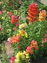 2000 Snapdragon Corona Mix Antirrhinum Majus Flower Seeds * - £2.29 GBP