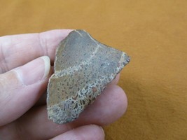 (DF301-15) Fossil REAL 1.5&quot; DINOSAUR Bone Slice Jurassic Dino love dinos... - $10.39