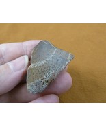 (DF301-15) Fossil REAL 1.5&quot; DINOSAUR Bone Slice Jurassic Dino love dinos... - $10.39
