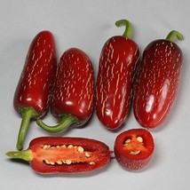 Jalapeno M Milder Hot Pepper Seeds Popular Hot Pepper Used In Salsas Larger Frui - £8.67 GBP