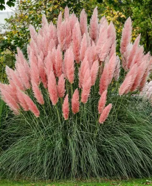 Fresh Ecowus Pink Pampas Grass Cortaderia Selloana Rosea Ornamental Flower 200 S - £16.35 GBP