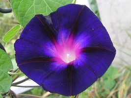 HGBO 25 Seeds Grandpa Ott Morning Glory Ipomoea Flower Seeds Selfseeding Annual  - £6.67 GBP