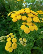 Common Tansy - Tanacetum vulgare - 50+ seeds - Heirloom! E 134 - $69.31 MXN