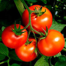 Celebrity hybrid tomato seeds bulk 50pkt - £9.08 GBP