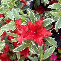 USA SELLER Red Luster Variegated Azalea Rhododendron Starter Plant Multiple Colo - £26.24 GBP