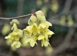 10 Winterthur Winter Hazel Seeds Corylopsis Winterthur Ships From USA - $11.80