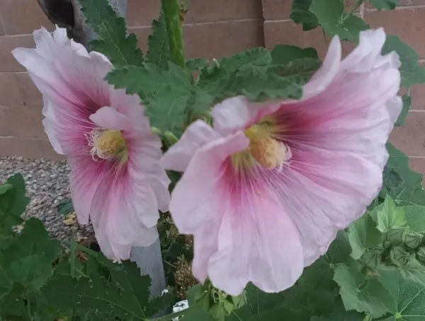 Hollyhock 50 + Seeds Variety Multi Colors Non Gmo/Heirloom Fresh Garden - £7.85 GBP