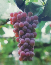 Red Flame Seedless Grape 3 Gal Vine Plant Vineyard Garden Click Here Free Recipe - £42.60 GBP