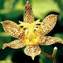 50+ Tricyrtis Japanese Toad Lily Flower Seeds Shade Deer Resistant Us Seller - £12.44 GBP