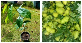 1’-2’ feet Soursop (ANNONA MURICATA) live fruit tee  - $84.99