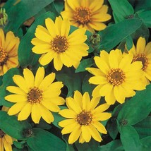 Zinnia Yellow Flower Seeds - £6.33 GBP