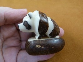 (TNE-BEA-PA-210c) Giant Panda BEAR TAGUA NUT Figurine Carving Vegetable ... - $16.12