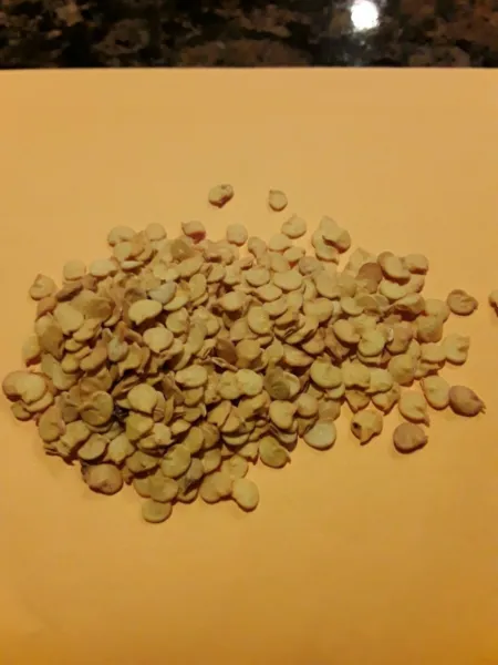 30 Golden Marconi Pepper Sweet Fresh Seeds - $13.99